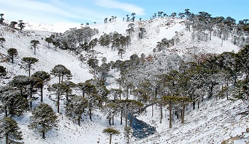 Araucaria en argentine 